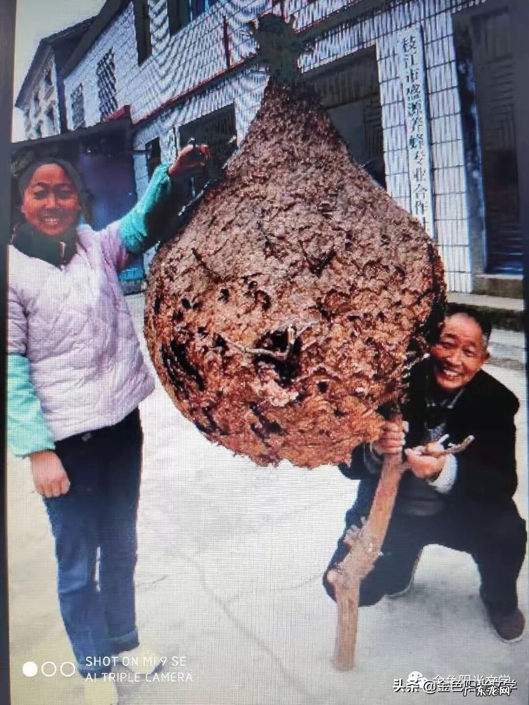 胡蜂公母分别 马蜂 风水