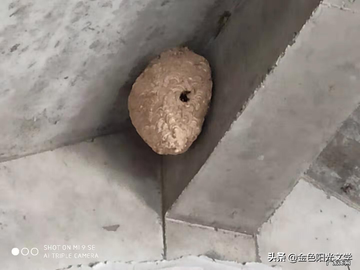 胡蜂公母分别 马蜂 风水