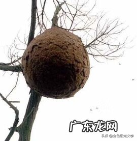 胡蜂公母分别 马蜂 风水