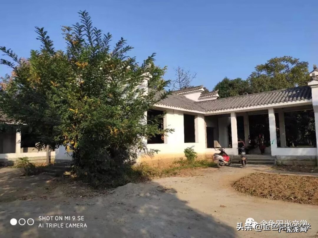 胡蜂公母分别 马蜂 风水