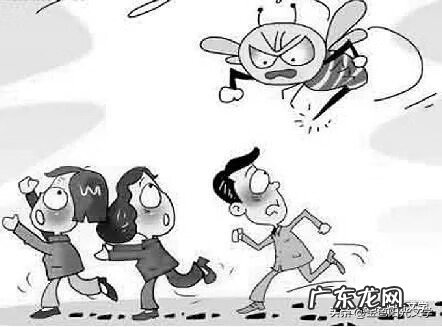 胡蜂公母分别 马蜂 风水