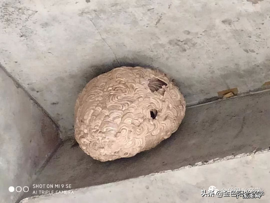 胡蜂公母分别 马蜂 风水