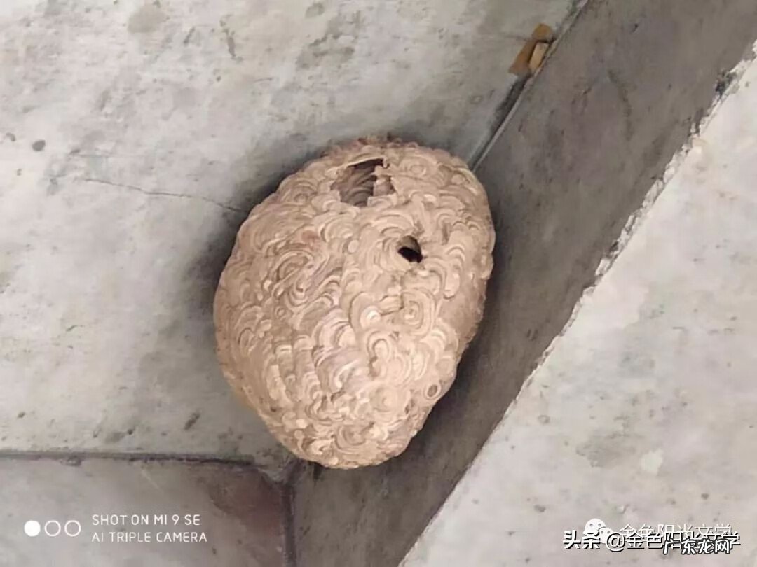 胡蜂公母分别 马蜂 风水