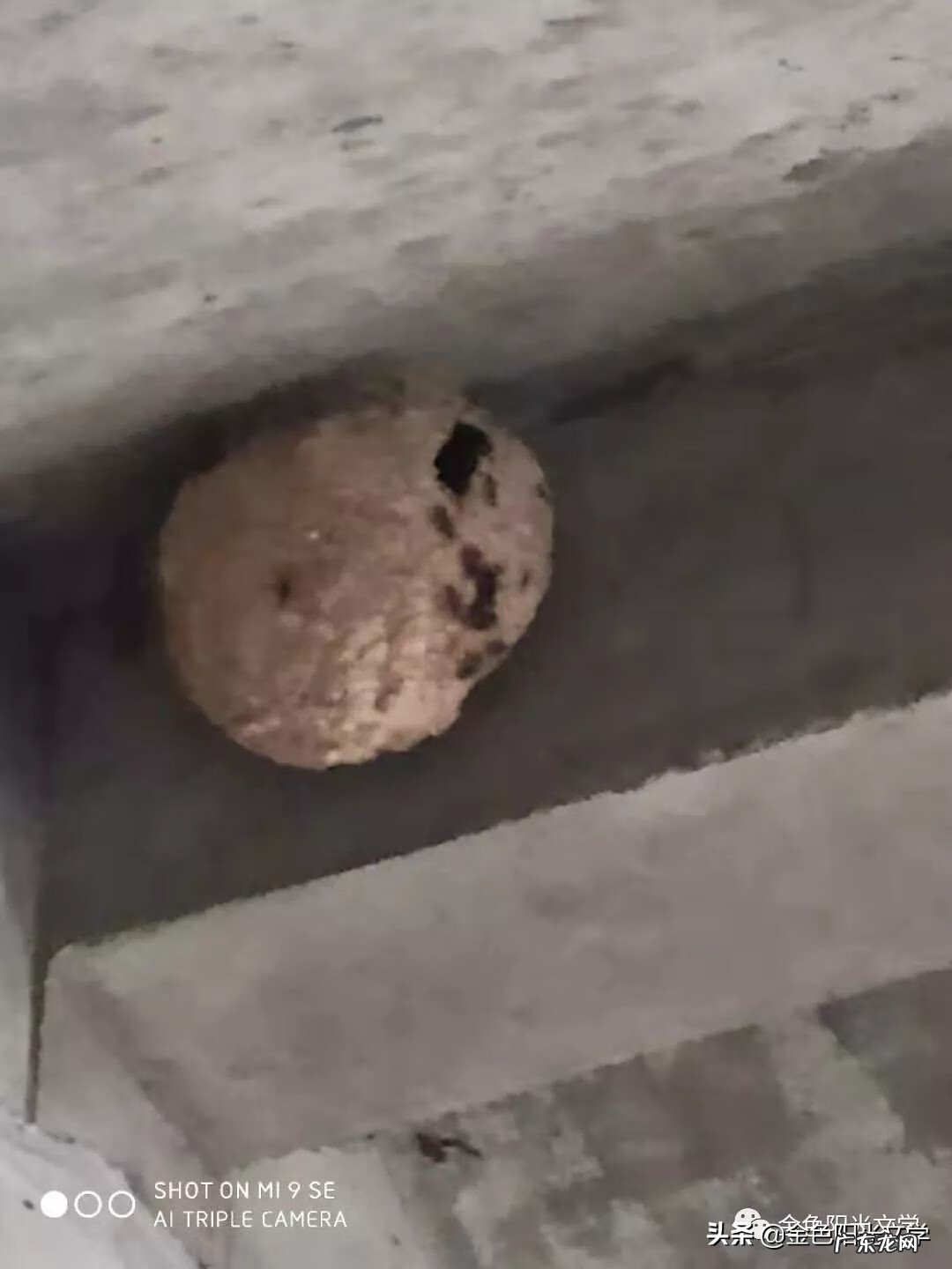 胡蜂公母分别 马蜂 风水