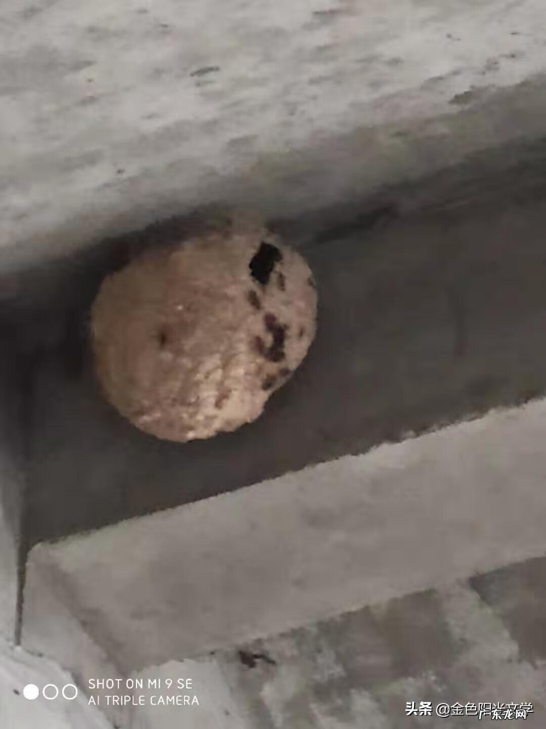 胡蜂公母分别 马蜂 风水