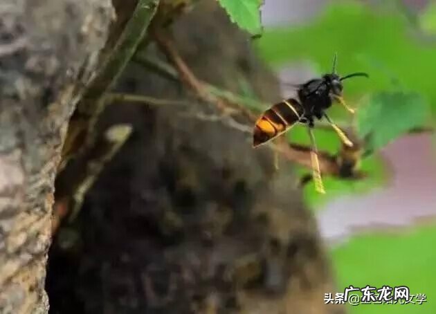 胡蜂公母分别 马蜂 风水