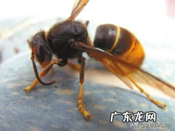 胡蜂公母分别 马蜂 风水