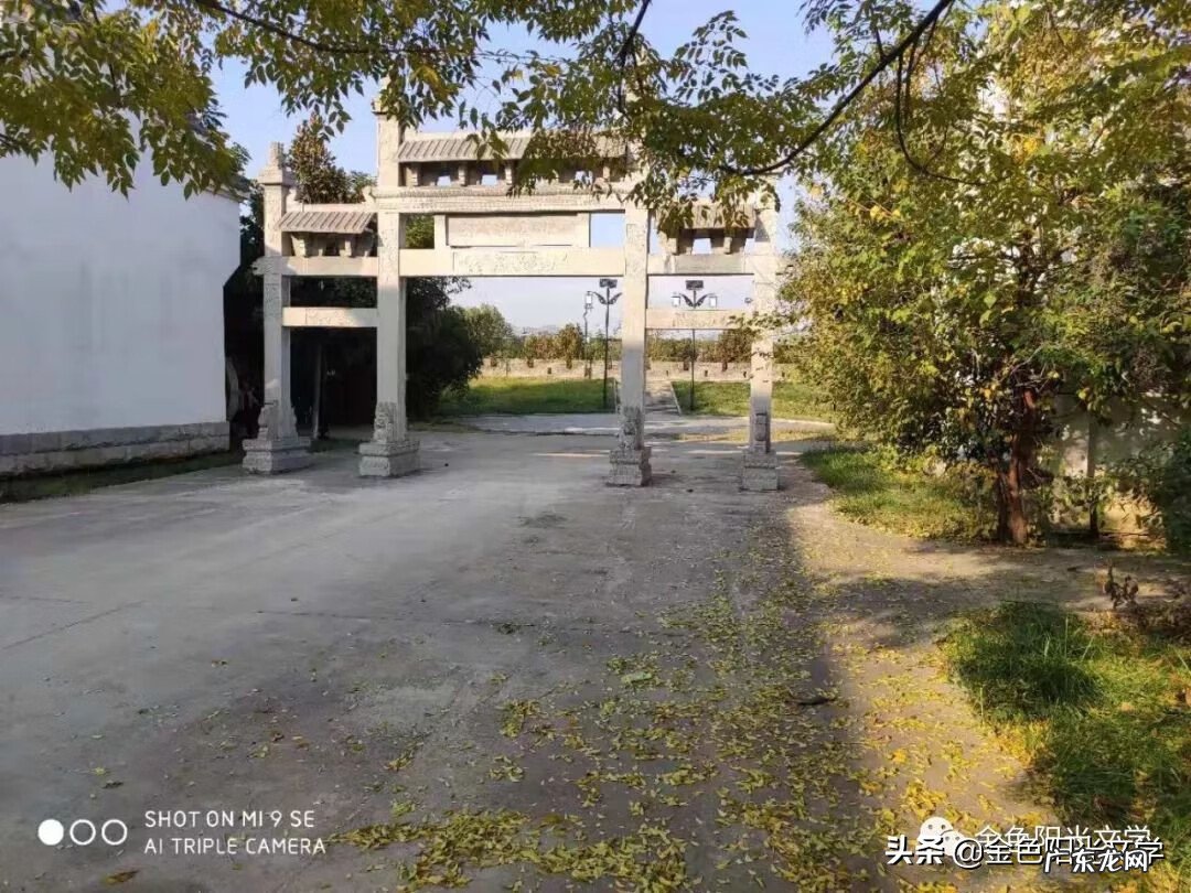 胡蜂公母分别 马蜂 风水