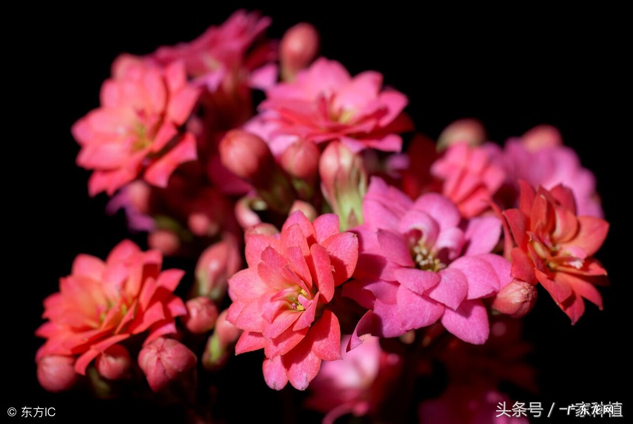 家里摆假花影响风水 家里有假花风水