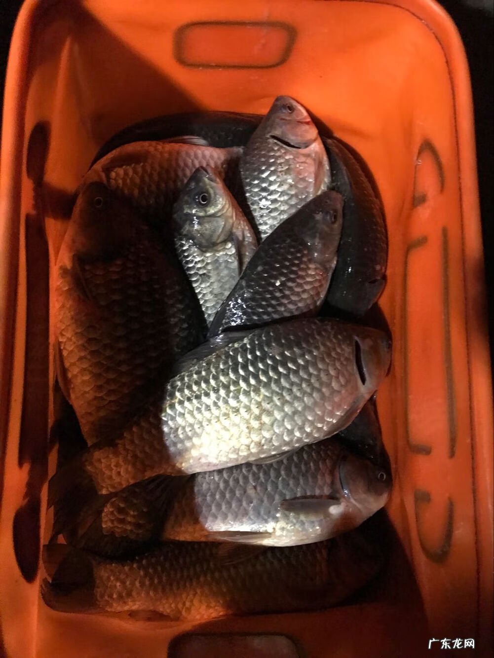 钓小鲫鱼怎么调漂 钓鲫鱼最好的调漂方法