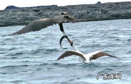 世界上飞行最快的鸟 世界上飞行速度最快的鸟是什么动物