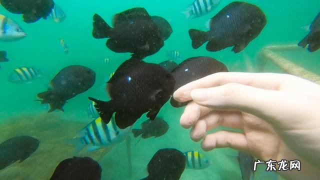 巴厘岛旅游攻略百科 巴厘岛自助游详细攻略