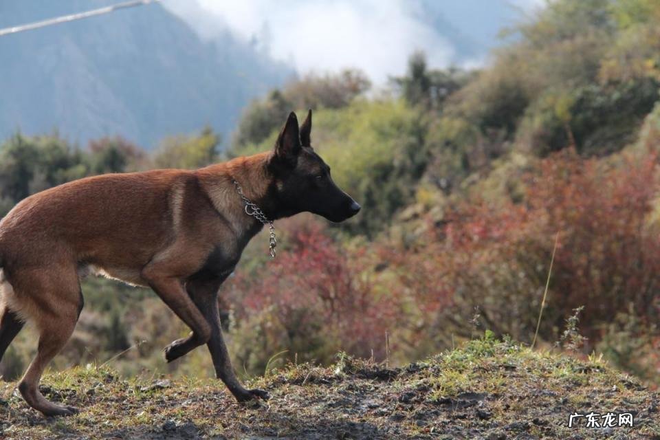 十大最忠诚的狗排名 最忠心的10种狗视频