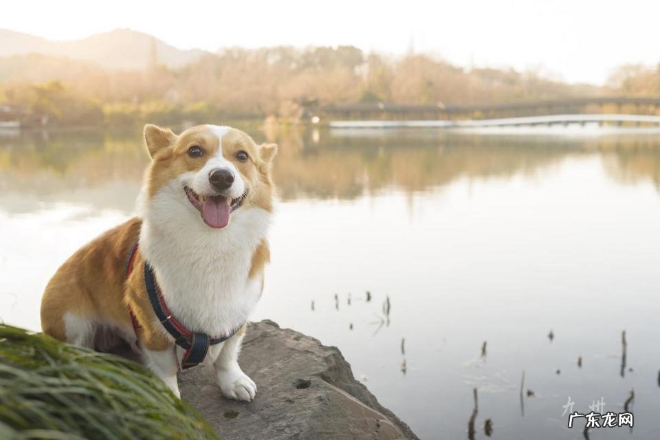 十大最忠诚的狗排名 最忠心的10种狗视频