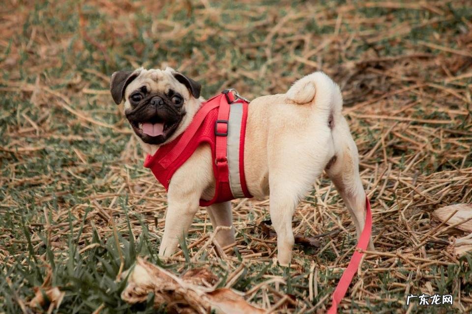 十大最忠诚的狗排名 最忠心的10种狗视频