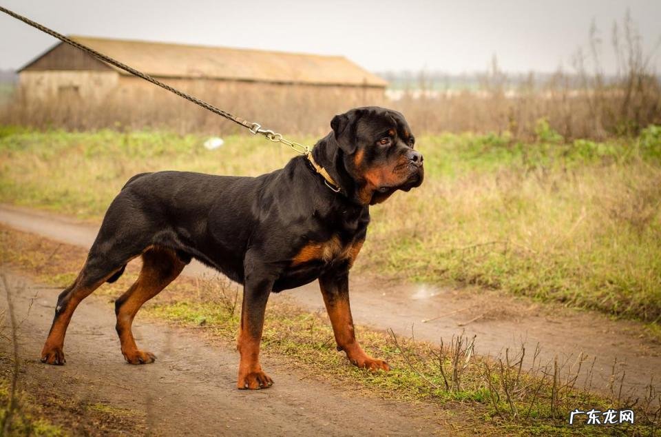 十大最忠诚的狗排名 最忠心的10种狗视频