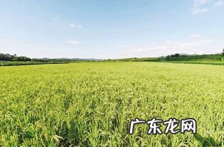 肥沃造句怎么造句 肥沃造句二年级上册