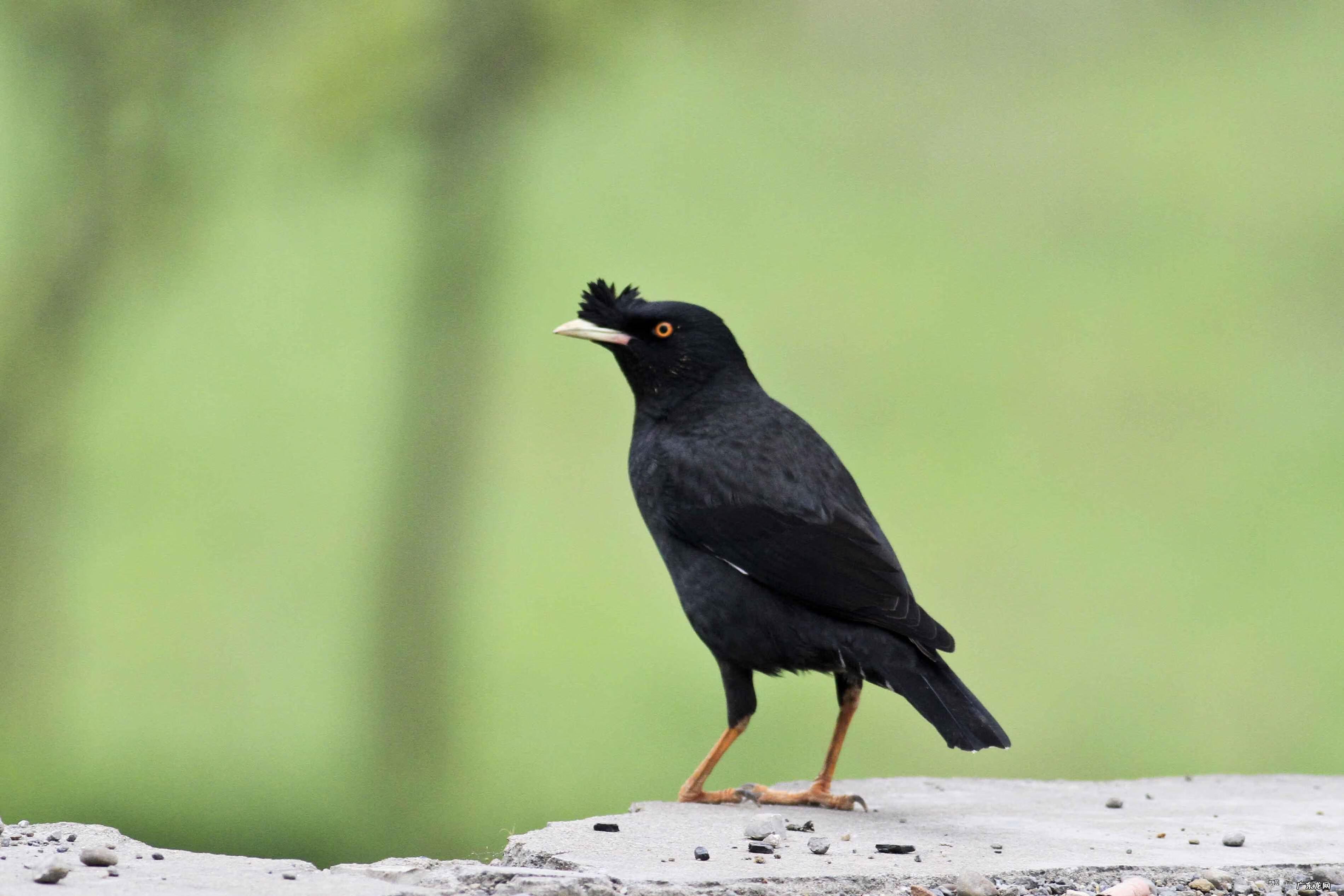 日韩精品一区二区三区色欲AV 色八哥