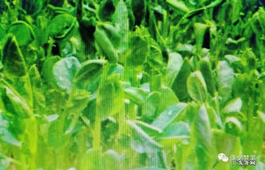 豌豆苗品种 豌豆苗图片