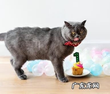 猫粮种类大全 猫主粮是什么