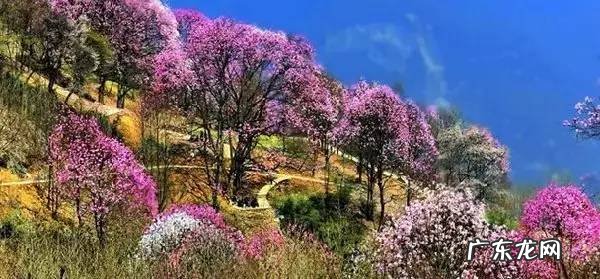 四川著名风水大师 四川理塘风水大事件真相