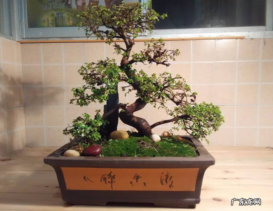 榆木床的风水 榆树盆景有何风水作用