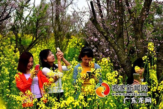 云南古树梅园风水如何