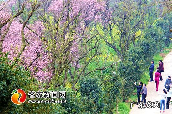 云南古树梅园风水如何