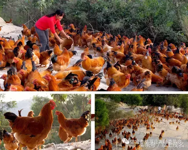 信宜十大风水宝地留题 广东信宜怀乡镇风水宝地