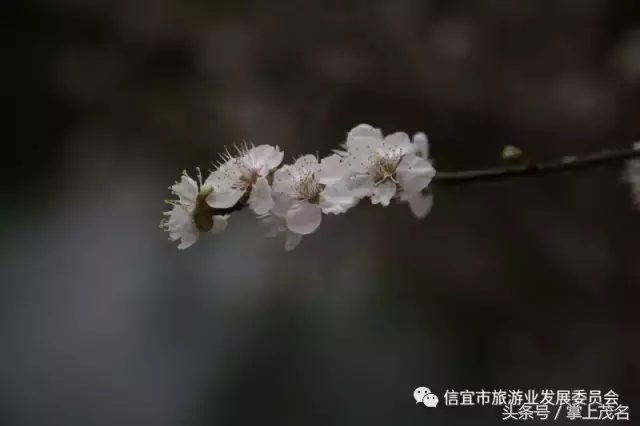 信宜十大风水宝地留题 广东信宜怀乡镇风水宝地