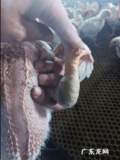 支原体是什么原因引起的 支原体是怎么感染上的