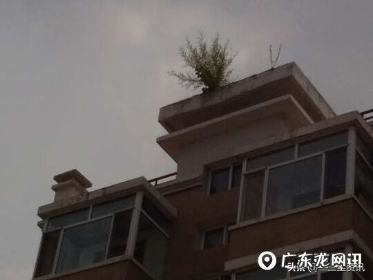 长在楼顶的植物 楼顶上长树