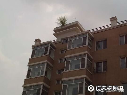 长在楼顶的植物 楼顶上长树
