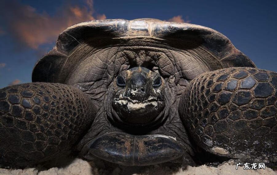 乌龟不养了丢弃好不好 风水龟怎么扔掉的