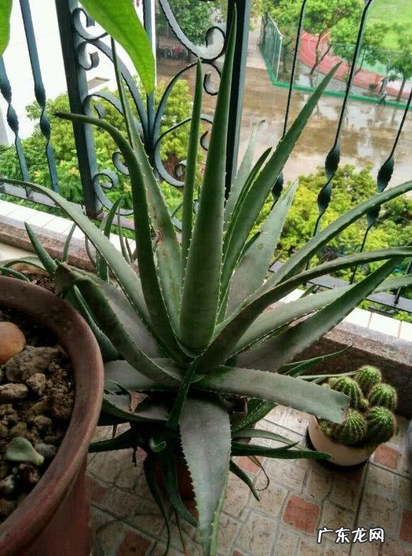 风水最好的花 皇后花的风水作用是什么