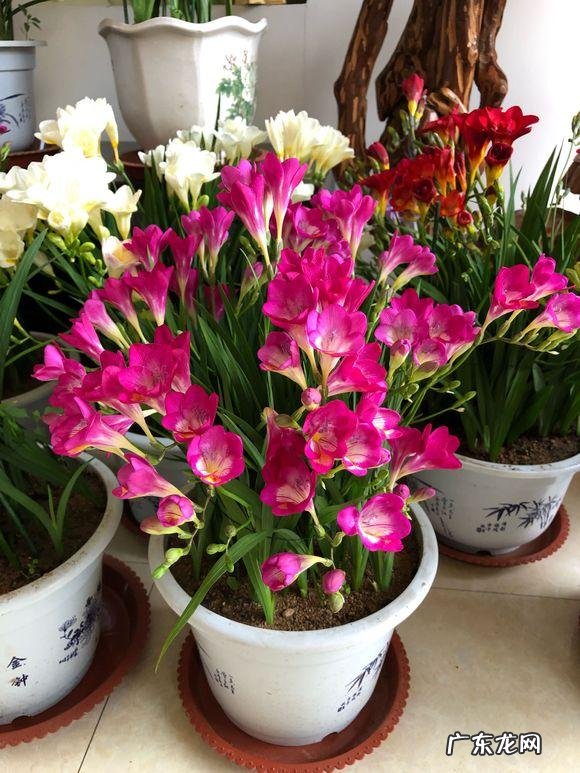 风水最好的花 皇后花的风水作用是什么