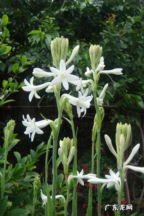 风水最好的花 皇后花的风水作用是什么