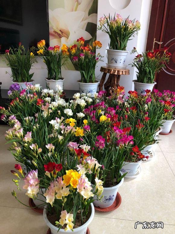 风水最好的花 皇后花的风水作用是什么