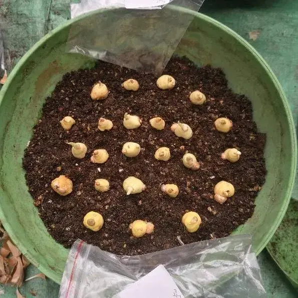 风水最好的花 皇后花的风水作用是什么