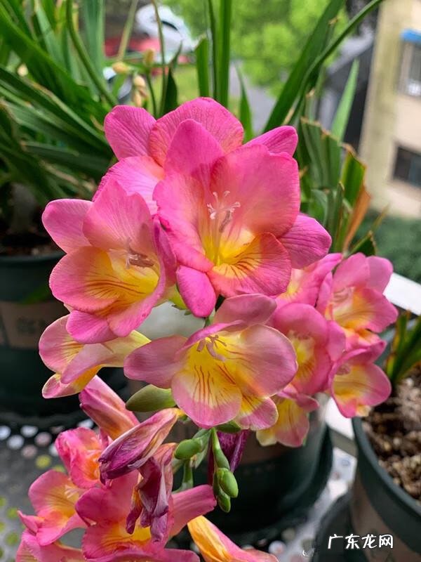 风水最好的花 皇后花的风水作用是什么