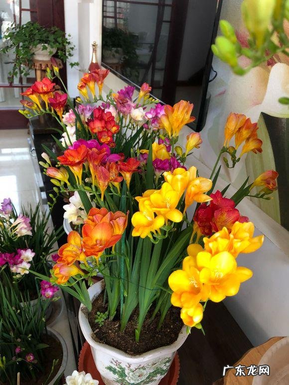 风水最好的花 皇后花的风水作用是什么