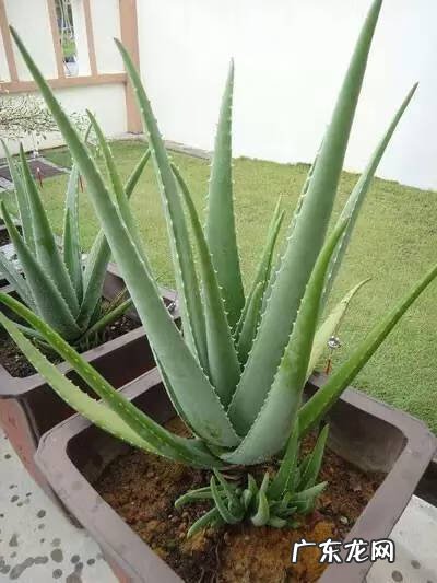 风水最好的花 皇后花的风水作用是什么