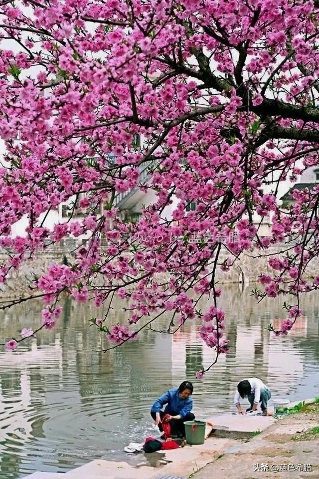 如何拍摄出“草色青青柳色黄，桃花历乱李花香”的唯美意境？