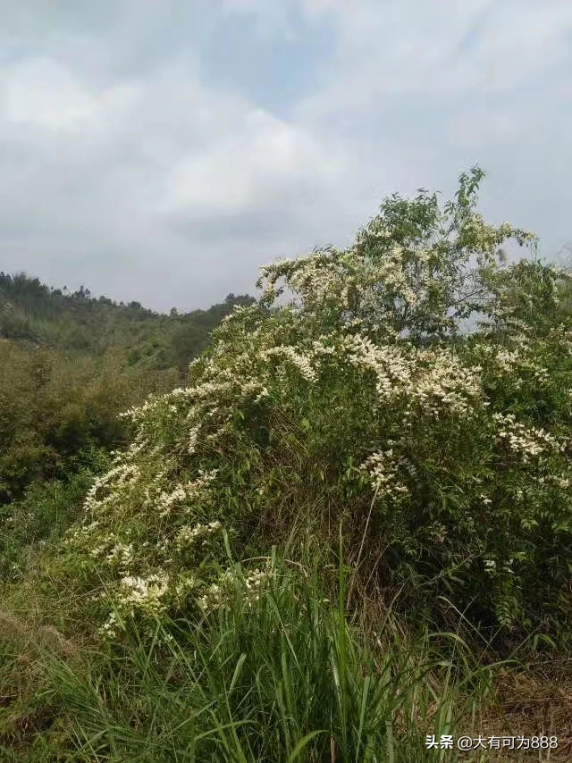 如何拍摄出“草色青青柳色黄,桃花历乱李花香”的唯美意境?