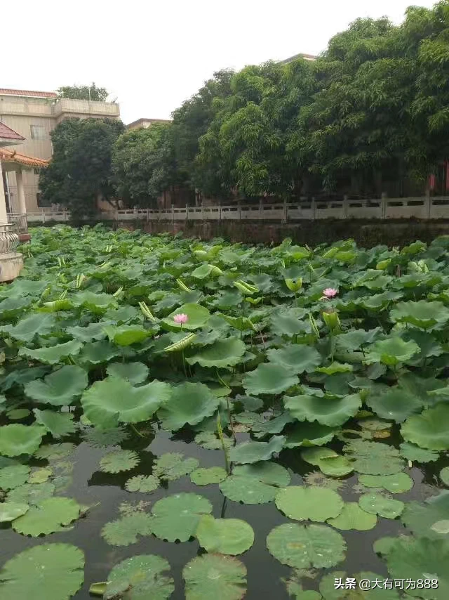 如何拍摄出“草色青青柳色黄,桃花历乱李花香”的唯美意境?