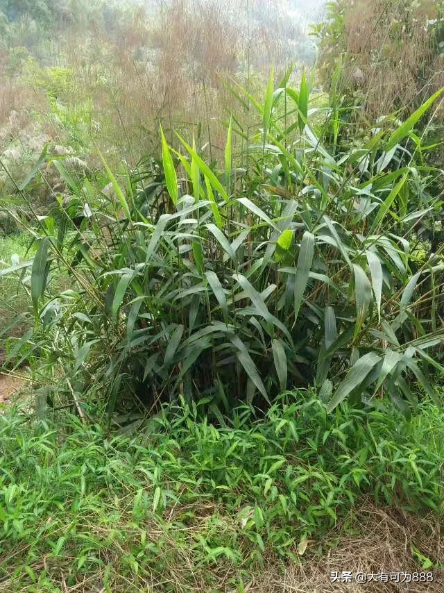 如何拍摄出“草色青青柳色黄,桃花历乱李花香”的唯美意境?