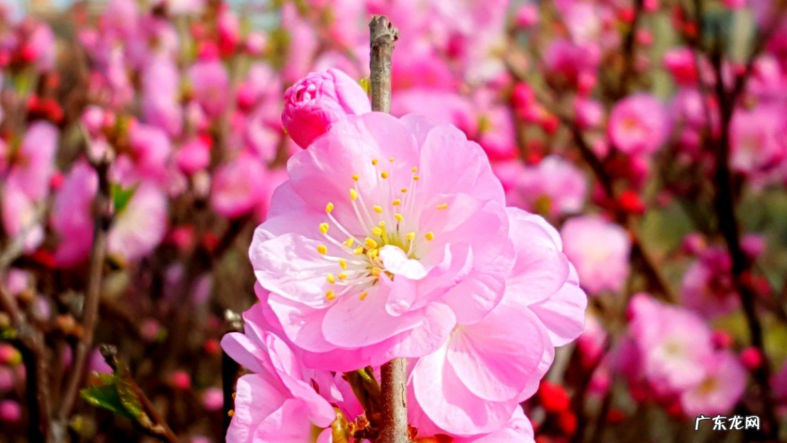 如何拍摄出“草色青青柳色黄，桃花历乱李花香”的唯美意境？