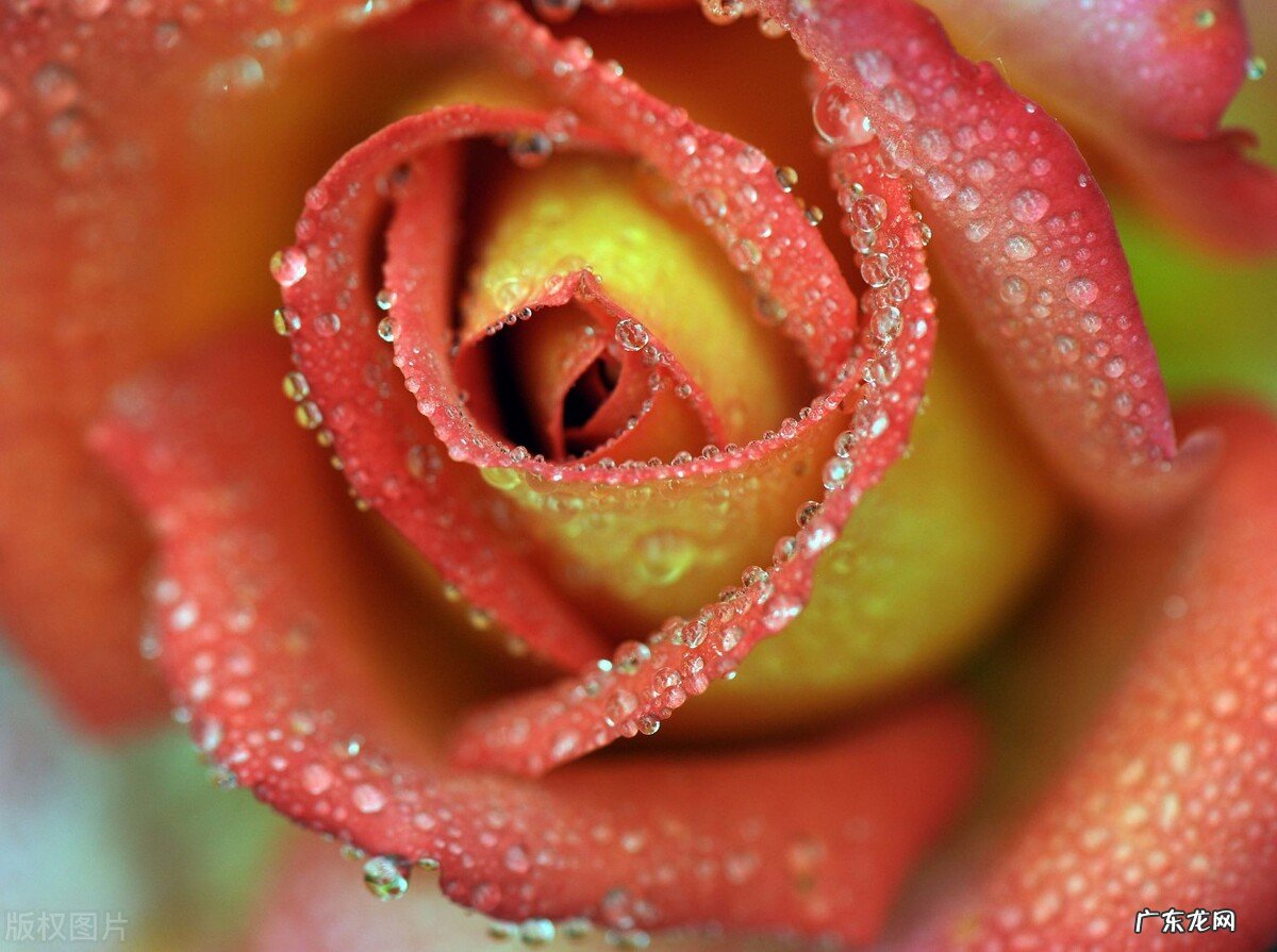 四十二岁,没有结婚怎么办?