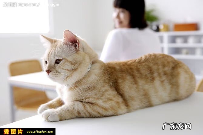 厂狗是什么意思 厂里养狗的风水