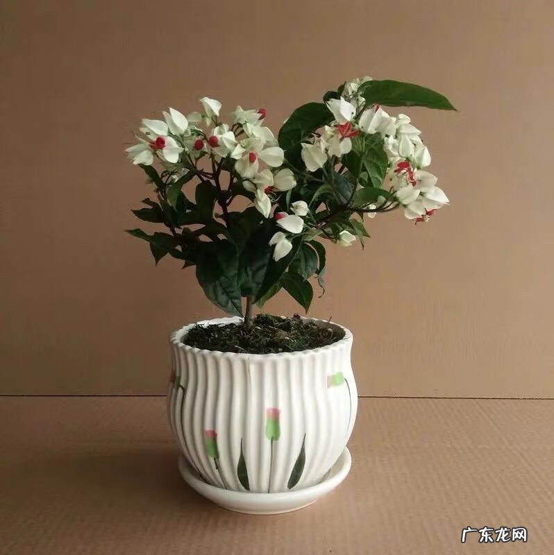 神勇双响炮2双龙吐珠 家里养龙吐珠风水好吗